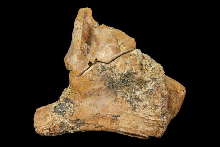 Fossil Crocodile Bone Section - Aguja Formation, Texas #116557